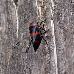 Eurymelops rubrovittata at Pialligo, ACT - 10 Aug 2024