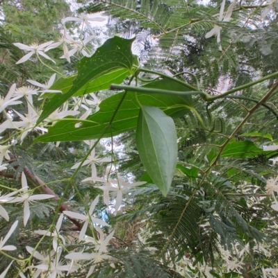 Clematis aristata (Mountain Clematis) at Surf Beach, NSW - 9 Aug 2024 by LyndalT