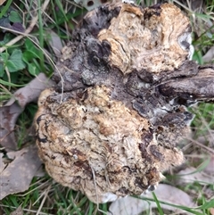 Truffles at Surf Beach, NSW - 21 Sep 2024 by LyndalT