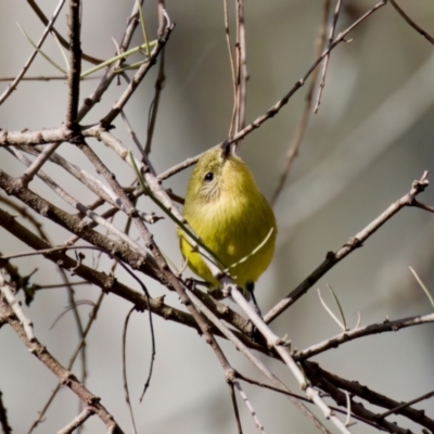 Acanthiza nana (Yellow Thornbill) at Coopernook, NSW - 12 Jun 2024 by KorinneM