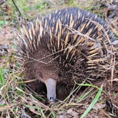 Tachyglossus aculeatus (Short-beaked Echidna) at Braidwood, NSW - 10 Aug 2024 by MatthewFrawley