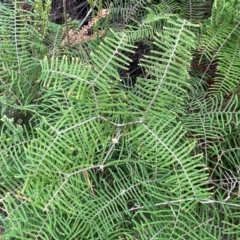 Gleichenia dicarpa (Wiry Coral Fern) at Ulladulla, NSW - 10 Aug 2024 by Clarel