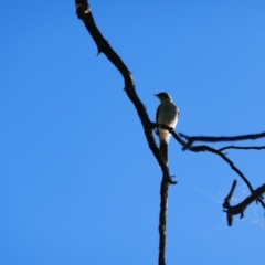 Manorina flavigula (Yellow-throated Miner) at Anabranch South, NSW - 14 Feb 2023 by MB