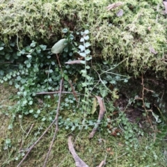 Asplenium flabellifolium (Necklace Fern) at Twelve Mile Peg, NSW - 10 Aug 2024 by Clarel