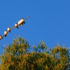 Artamus leucorynchus (White-breasted Woodswallow) at Anabranch South, NSW - 18 Feb 2023 by MB