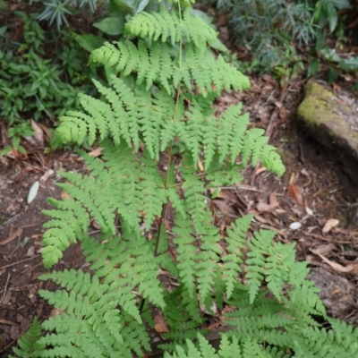 Histiopteris incisa (Bat's-Wing Fern) at Twelve Mile Peg, NSW - 10 Aug 2024 by Clarel