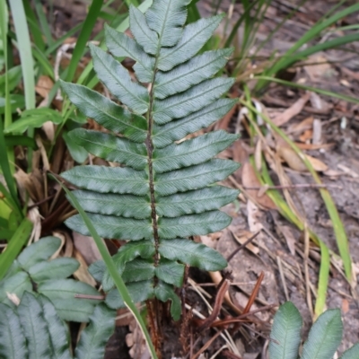 Blechnum wattsii (Hard Water Fern) at Twelve Mile Peg, NSW - 10 Aug 2024 by Clarel