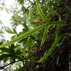 Zealandia pustulata (Kangaroo Fern) at Twelve Mile Peg, NSW - 10 Aug 2024 by Clarel