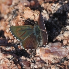 Paralucia crosbyi (Violet Copper Butterfly) at Rendezvous Creek, ACT - 7 Aug 2024 by RAllen