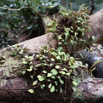 Pyrrosia rupestris (Rock Felt Fern) at Twelve Mile Peg, NSW - 10 Aug 2024 by Clarel