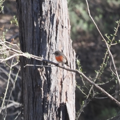 Petroica boodang (Scarlet Robin) at Pialligo, ACT - 6 Aug 2024 by RAllen