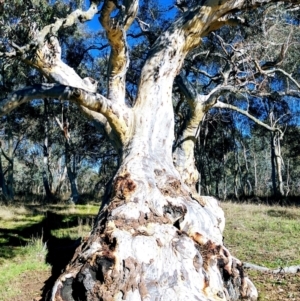 Eucalyptus rossii at Kaleen, ACT - suppressed