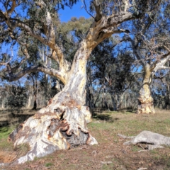 Eucalyptus rossii at Kaleen, ACT - suppressed