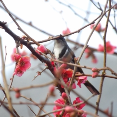 Phylidonyris pyrrhopterus (Crescent Honeyeater) at Braidwood, NSW - 10 Aug 2024 by MatthewFrawley