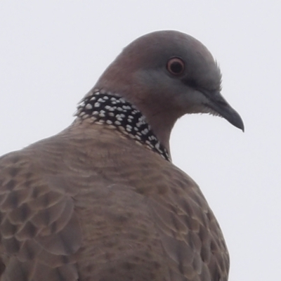 Spilopelia chinensis (Spotted Dove) at Braidwood, NSW - 10 Aug 2024 by MatthewFrawley