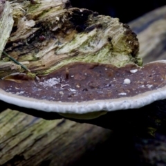 Unidentified Shelf-like to hoof-like & usually on wood at Coopernook, NSW - 12 Jun 2024 by KorinneM