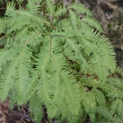 Sticherus lobatus (Spreading Fan Fern) at Twelve Mile Peg, NSW - 10 Aug 2024 by Clarel