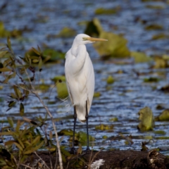 Ardea alba (Great Egret) at Coopernook, NSW - 12 Jun 2024 by KorinneM