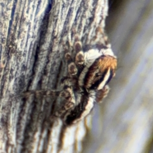 Euophryinae sp. (Mr Stripey) undescribed at O'Connor, ACT - 10 Aug 2024