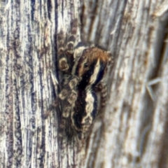 Euophryinae sp. (Mr Stripey) undescribed at O'Connor, ACT - 10 Aug 2024 03:09 PM