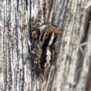 Euophryinae sp. (Mr Stripey) undescribed at O'Connor, ACT - 10 Aug 2024