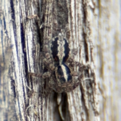 Euophryinae sp. (Mr Stripey) undescribed at O'Connor, ACT - 10 Aug 2024