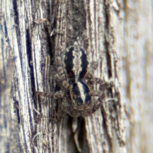 Euophryinae sp. (Mr Stripey) undescribed at O'Connor, ACT - 10 Aug 2024 03:09 PM