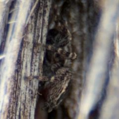 Euophryinae sp. (Mr Stripey) undescribed at O'Connor, ACT - 10 Aug 2024 03:09 PM