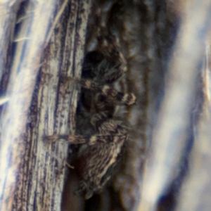 Euophryinae sp. (Mr Stripey) undescribed at O'Connor, ACT - 10 Aug 2024