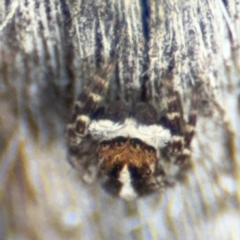 Euophryinae sp. (Mr Stripey) undescribed at O'Connor, ACT - 10 Aug 2024