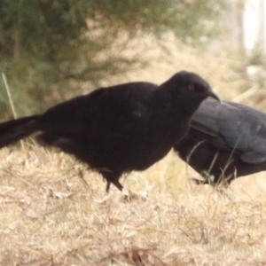 Corcorax melanorhamphos at Braidwood, NSW - 10 Aug 2024