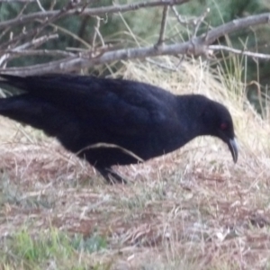 Corcorax melanorhamphos at Braidwood, NSW - 10 Aug 2024