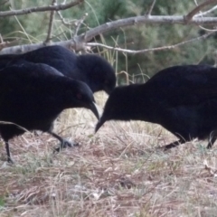 Corcorax melanorhamphos at Braidwood, NSW - 10 Aug 2024