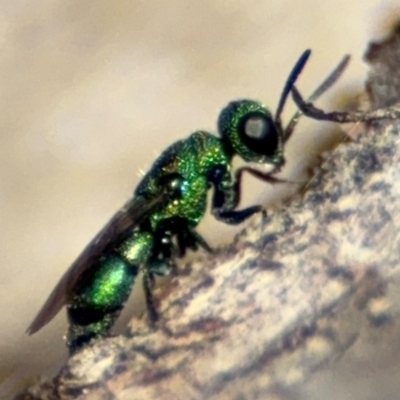 Primeuchroeus sp. (genus) (Cuckoo Wasp) at O'Connor, ACT - 10 Aug 2024 by Hejor1