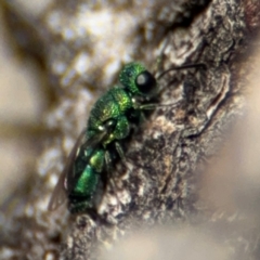 Primeuchroeus sp. (genus) at O'Connor, ACT - 10 Aug 2024 02:22 PM