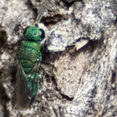 Primeuchroeus sp. (genus) at O'Connor, ACT - 10 Aug 2024 02:22 PM