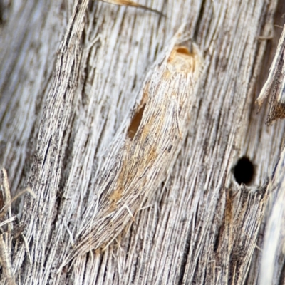 Psychidae (family) IMMATURE (Unidentified case moth or bagworm) at O'Connor, ACT - 10 Aug 2024 by Hejor1