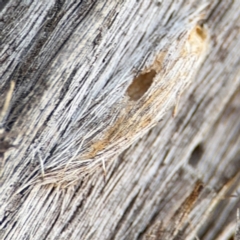 Psychidae (family) IMMATURE at O'Connor, ACT - 10 Aug 2024 02:28 PM