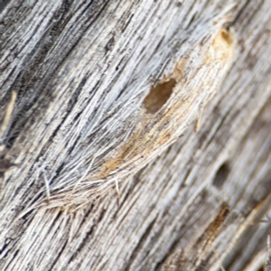 Psychidae (family) IMMATURE at O'Connor, ACT - 10 Aug 2024 02:28 PM