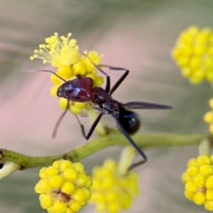 Iridomyrmex purpureus at O'Connor, ACT - 10 Aug 2024