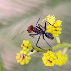 Iridomyrmex purpureus at O'Connor, ACT - 10 Aug 2024