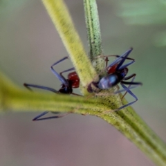 Iridomyrmex purpureus at O'Connor, ACT - 10 Aug 2024