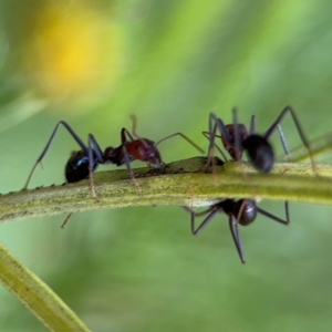 Iridomyrmex purpureus at O'Connor, ACT - 10 Aug 2024