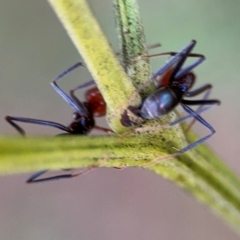 Iridomyrmex purpureus at Lyneham, ACT - 10 Aug 2024 02:32 PM