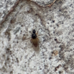 Ceratopogonidae (family) at O'Connor, ACT - 10 Aug 2024 02:35 PM