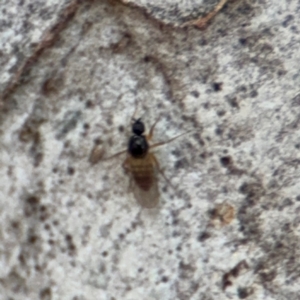 Ceratopogonidae (family) at O'Connor, ACT - 10 Aug 2024 02:35 PM