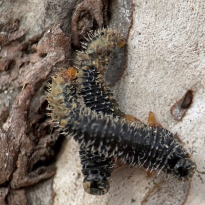 Perga sp. (genus) (Sawfly or Spitfire) at O'Connor, ACT - 10 Aug 2024 by Hejor1