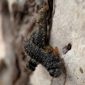 Perga sp. (genus) at O'Connor, ACT - 10 Aug 2024 02:34 PM