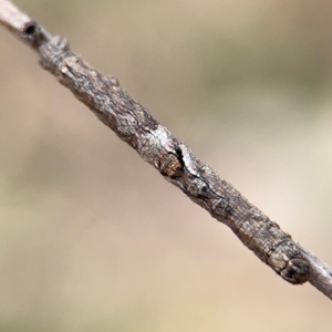 Geometridae (family) IMMATURE at Braddon, ACT - 31 Aug 2024