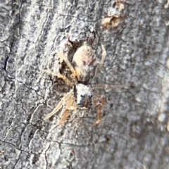 Arasia sp. at O'Connor, ACT - 10 Aug 2024 02:54 PM